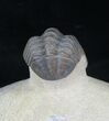 Reedops Trilobite - Great Preservation #20651-7